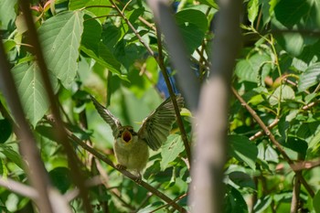 Bull-headed Shrike 大阪府 Sun, 5/5/2024