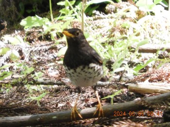 Japanese Thrush 高尾山日影沢 Sun, 5/5/2024