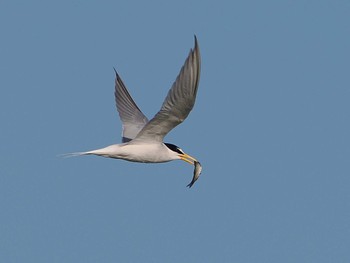 Little Tern Isanuma Sat, 5/4/2024