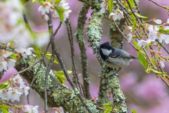 Coal Tit 軽井沢 Sat, 4/27/2024