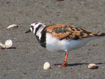 キョウジョシギ ふなばし三番瀬海浜公園 2024年5月3日(金)