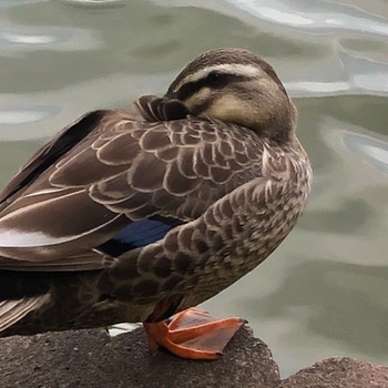 Eastern Spot-billed Duck 別所沼公園(埼玉県) Sun, 5/5/2024