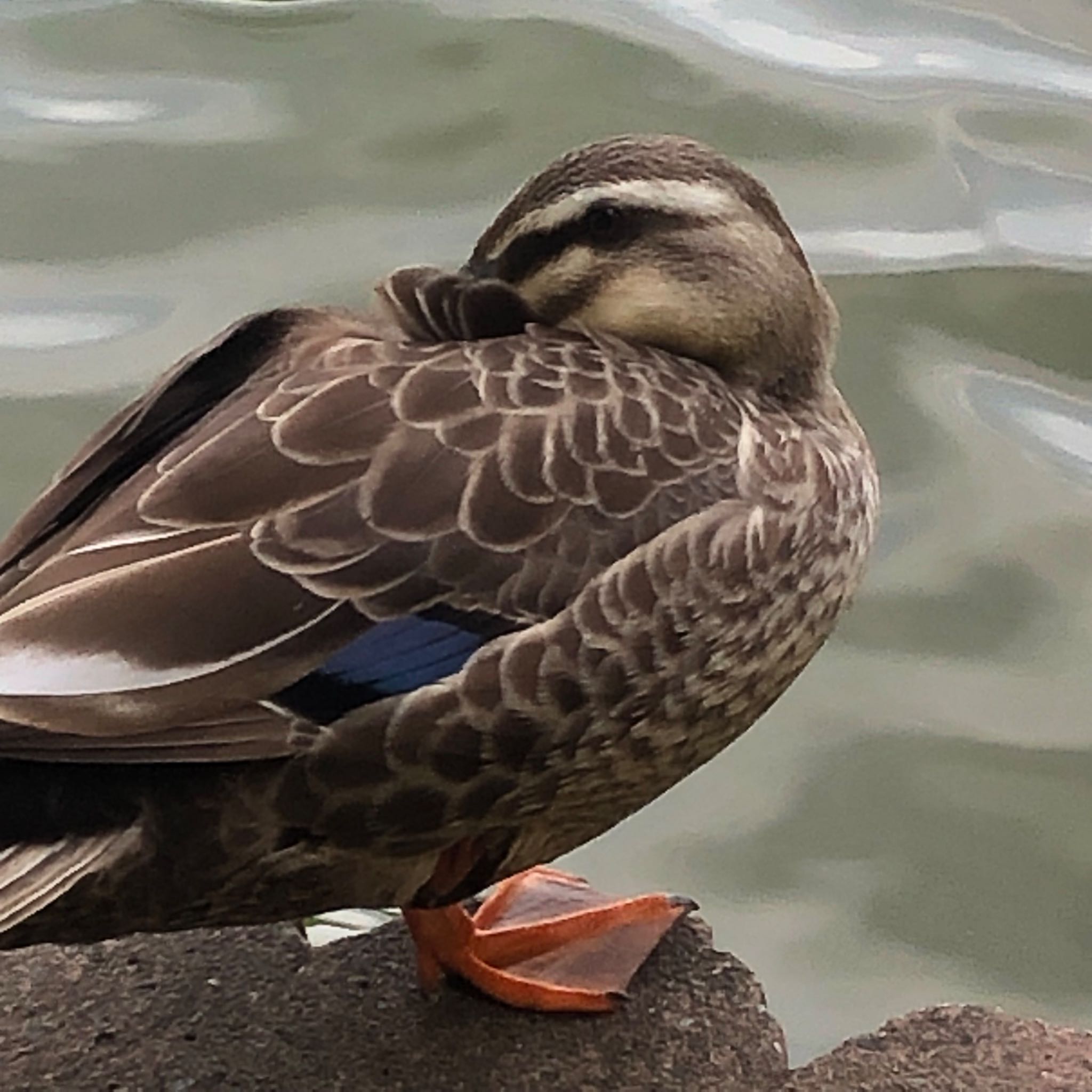 Photo of Eastern Spot-billed Duck at 別所沼公園(埼玉県) by いっちー🦜🦅🦆鳥好き