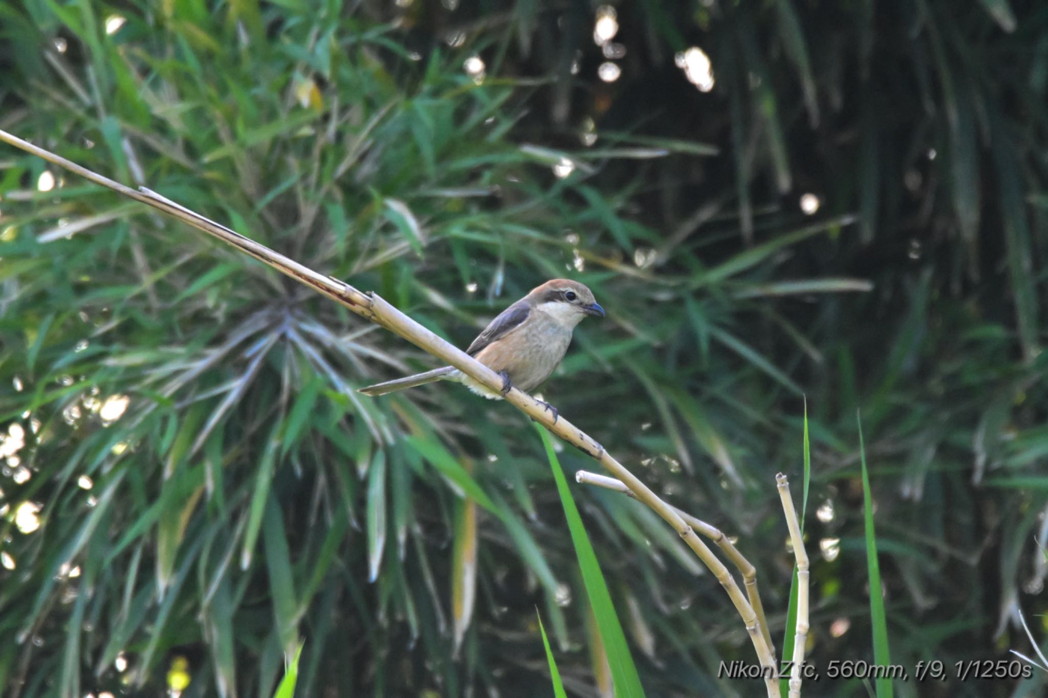 Photo of Bull-headed Shrike at 松毛川(三島) by 岡津八法斎