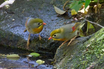 Red-billed Leiothrix 東京都立桜ヶ丘公園(聖蹟桜ヶ丘) Sun, 5/5/2024