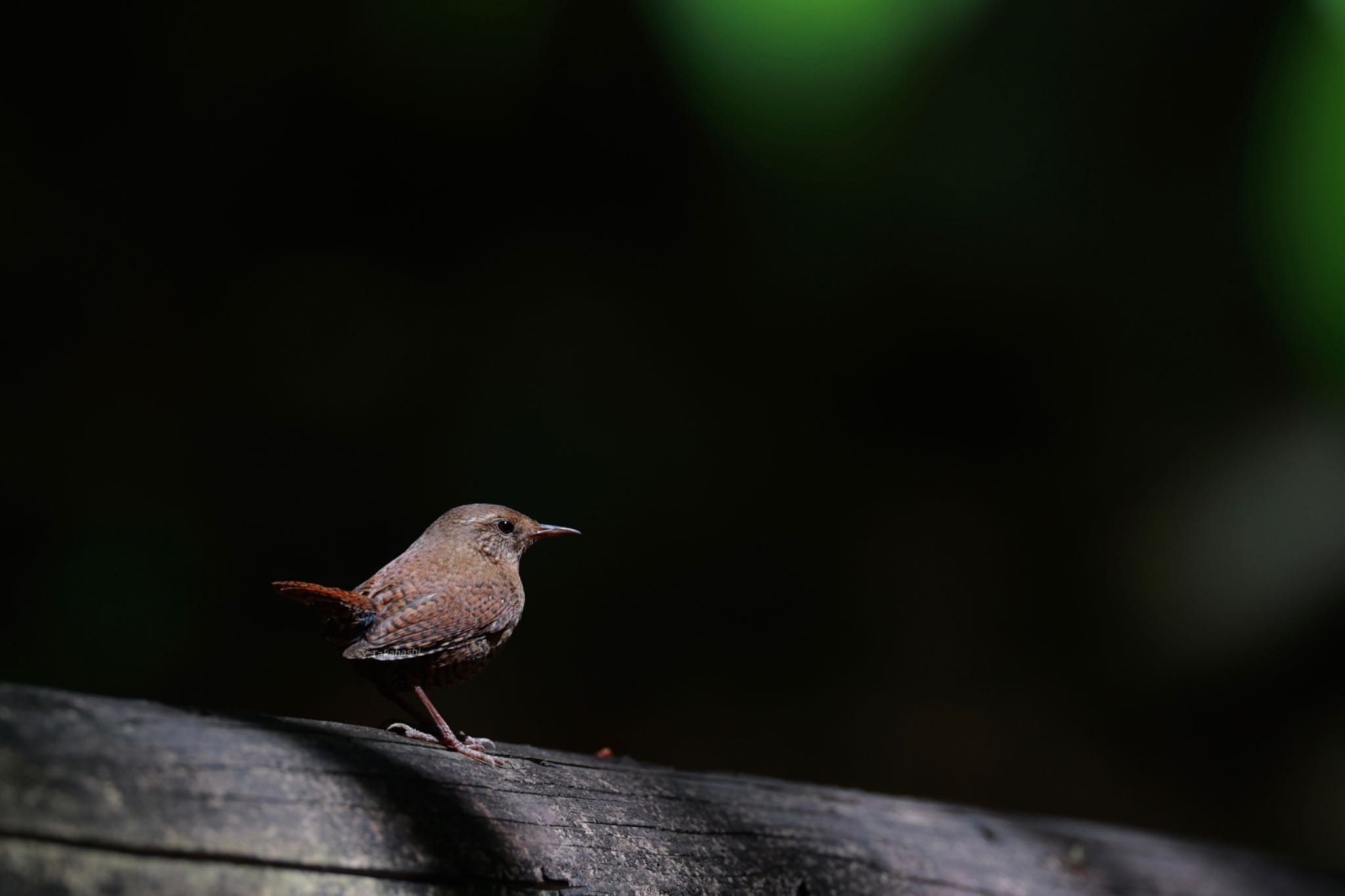 Photo of Eurasian Wren at Saitama Prefecture Forest Park by 八丈 鶫