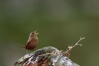 Eurasian Wren Saitama Prefecture Forest Park Sun, 5/5/2024