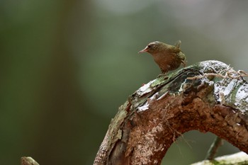 Eurasian Wren Saitama Prefecture Forest Park Sun, 5/5/2024