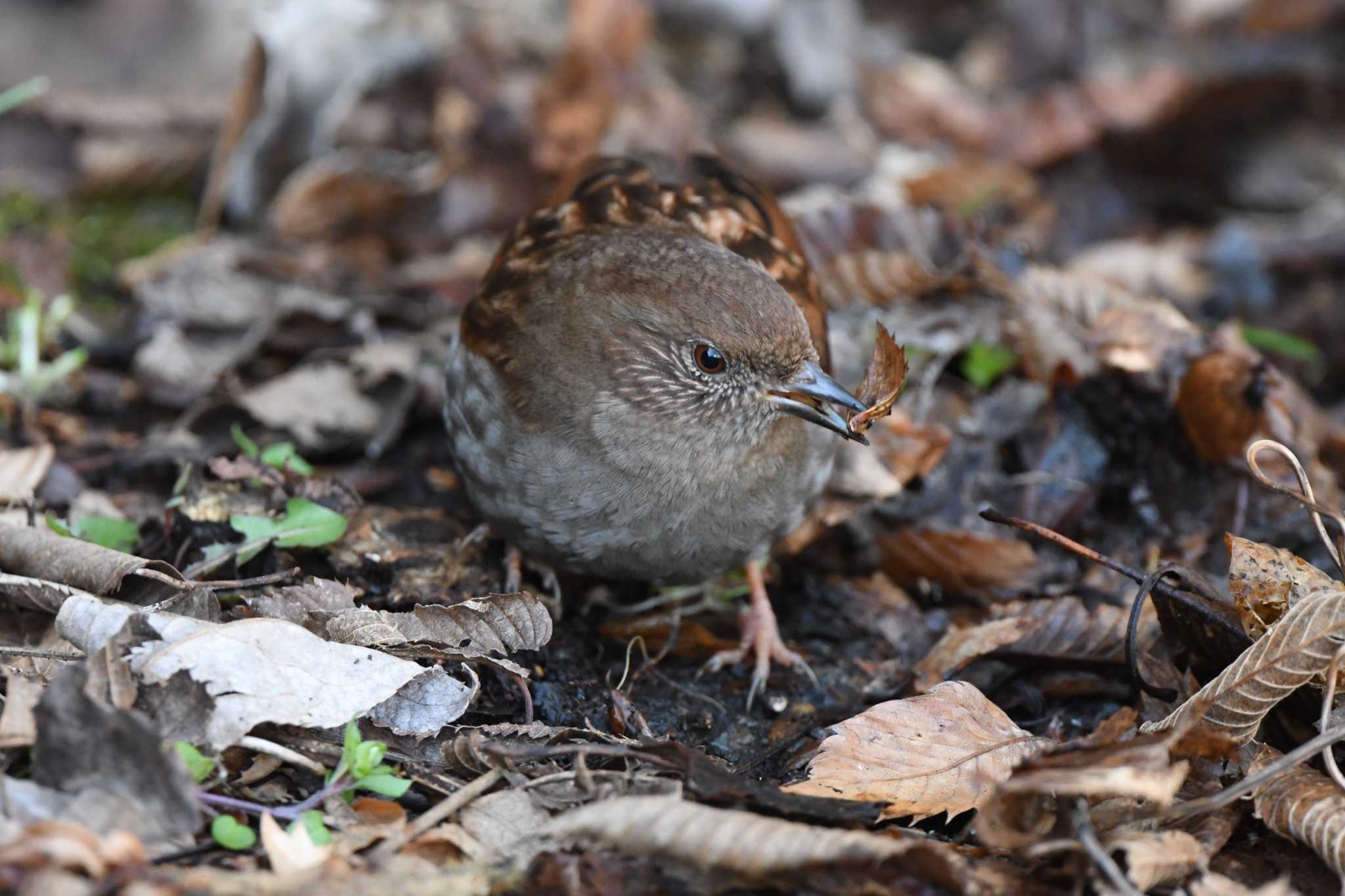 Japanese Accentor