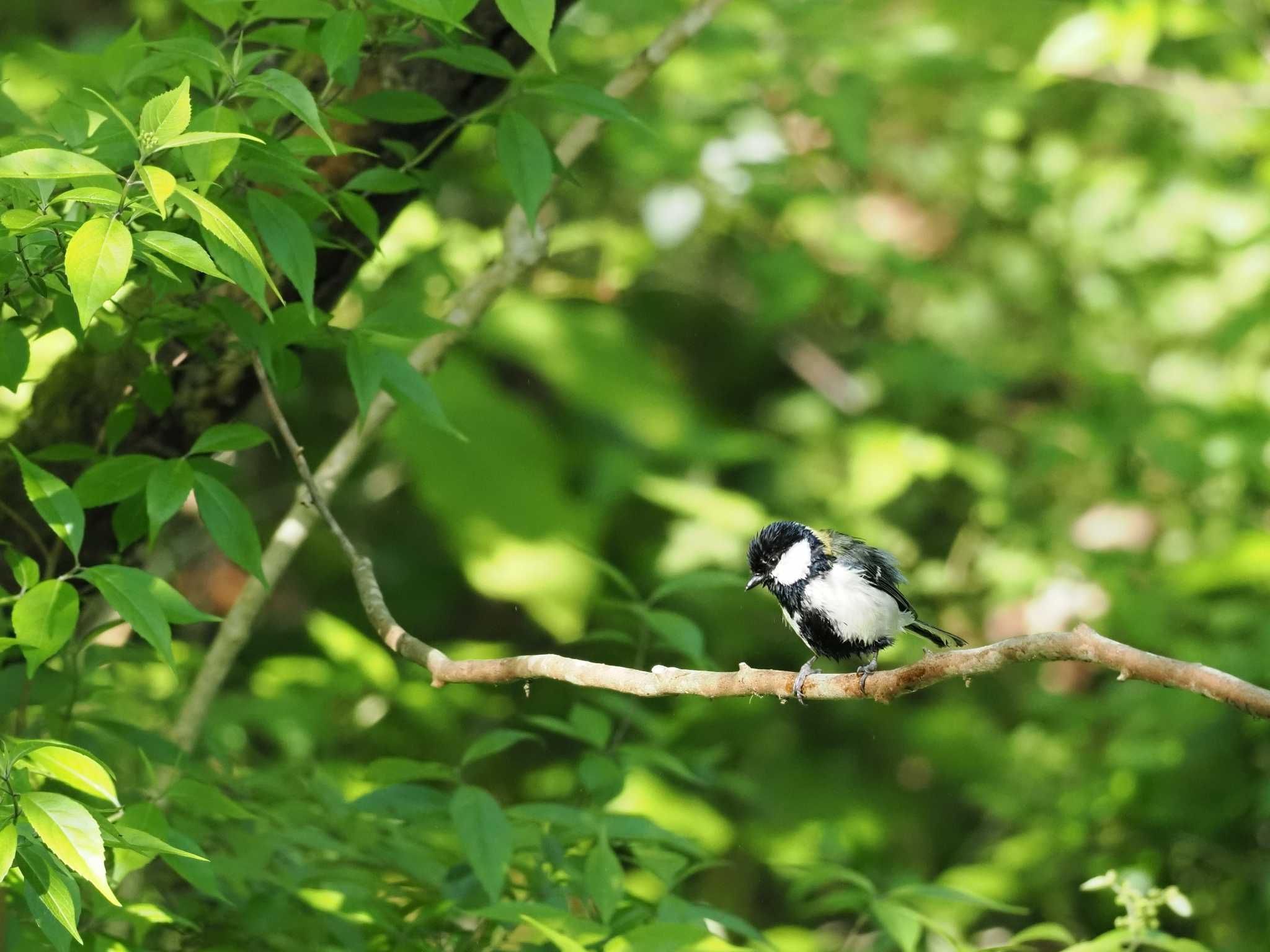 Photo of Japanese Tit at 丸火自然公園 by 石雅