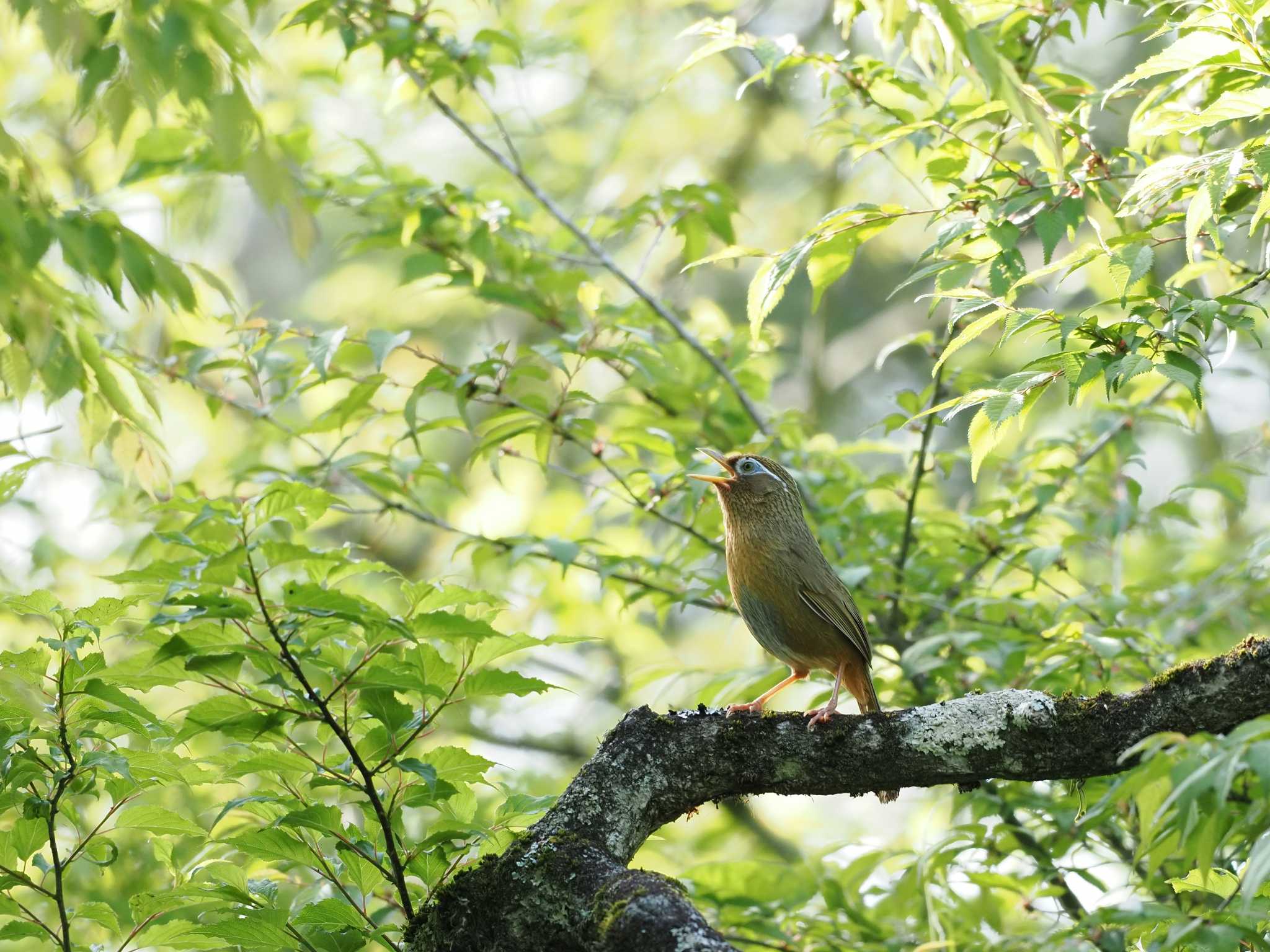 丸火自然公園 ガビチョウの写真 by 石雅