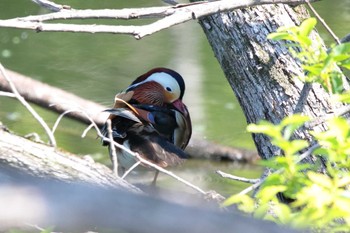 Sun, 5/5/2024 Birding report at 勅使池(豊明市)