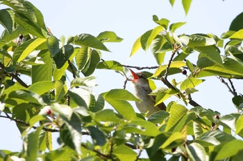 Oriental Reed Warbler 勅使池(豊明市) Sun, 5/5/2024