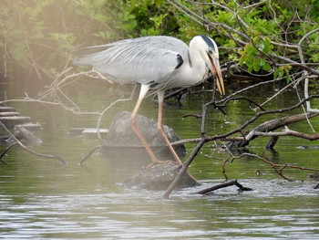 Grey Heron 打上川治水緑地 Fri, 4/26/2024