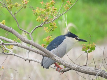 Black-crowned Night Heron 打上川治水緑地 Fri, 4/26/2024