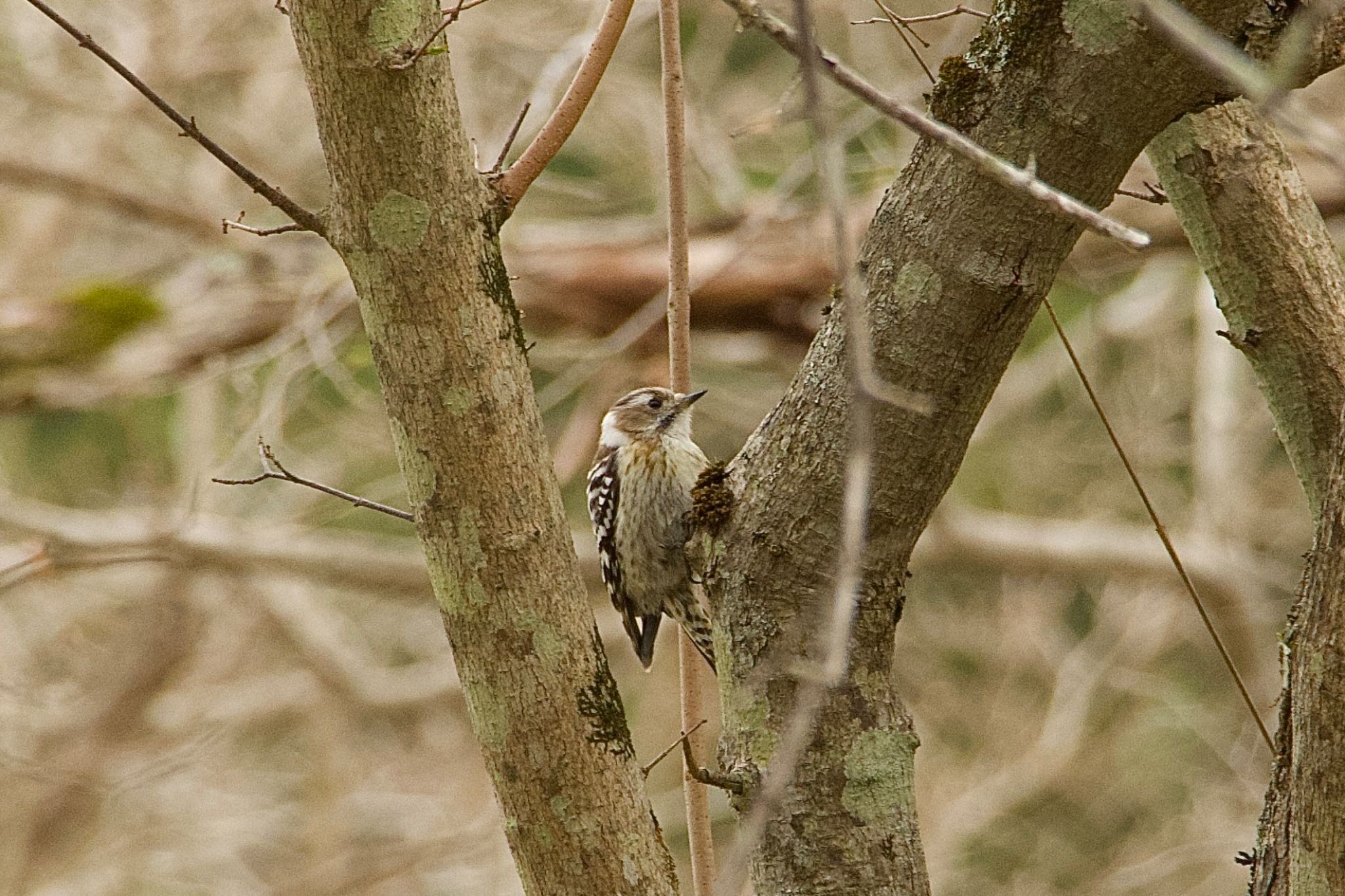 Photo of Japanese Pygmy Woodpecker(seebohmi) at  by シロハラゴジュウカラ推し