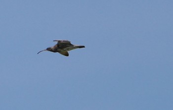 2024年5月5日(日) 堺人工干潟の野鳥観察記録