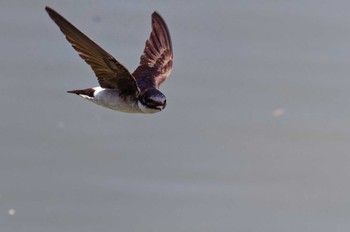 Asian House Martin 山梨県 Sat, 5/4/2024