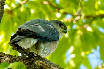 Japanese Sparrowhawk 近所 Fri, 5/3/2024