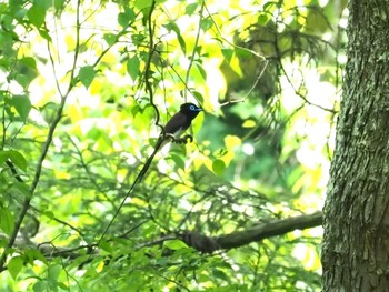 Black Paradise Flycatcher 八王子市 Sat, 5/4/2024