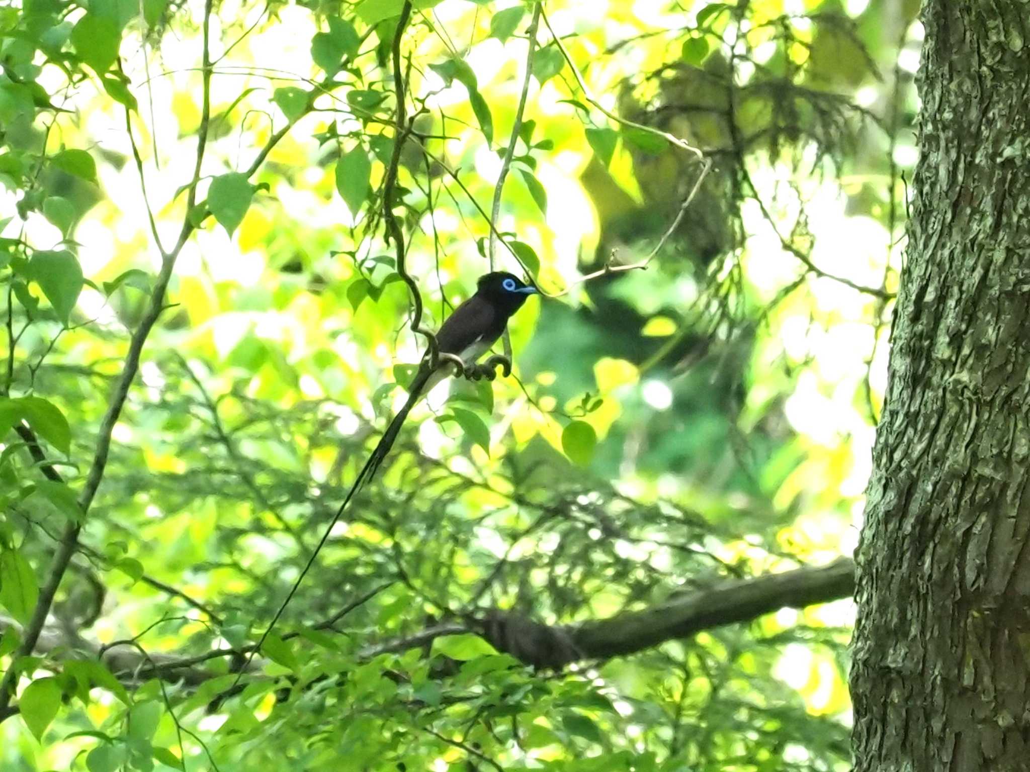 サンコウチョウ