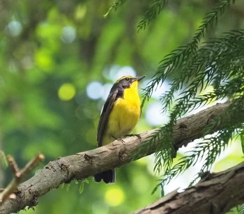 2024年5月4日(土) 八王子市の野鳥観察記録