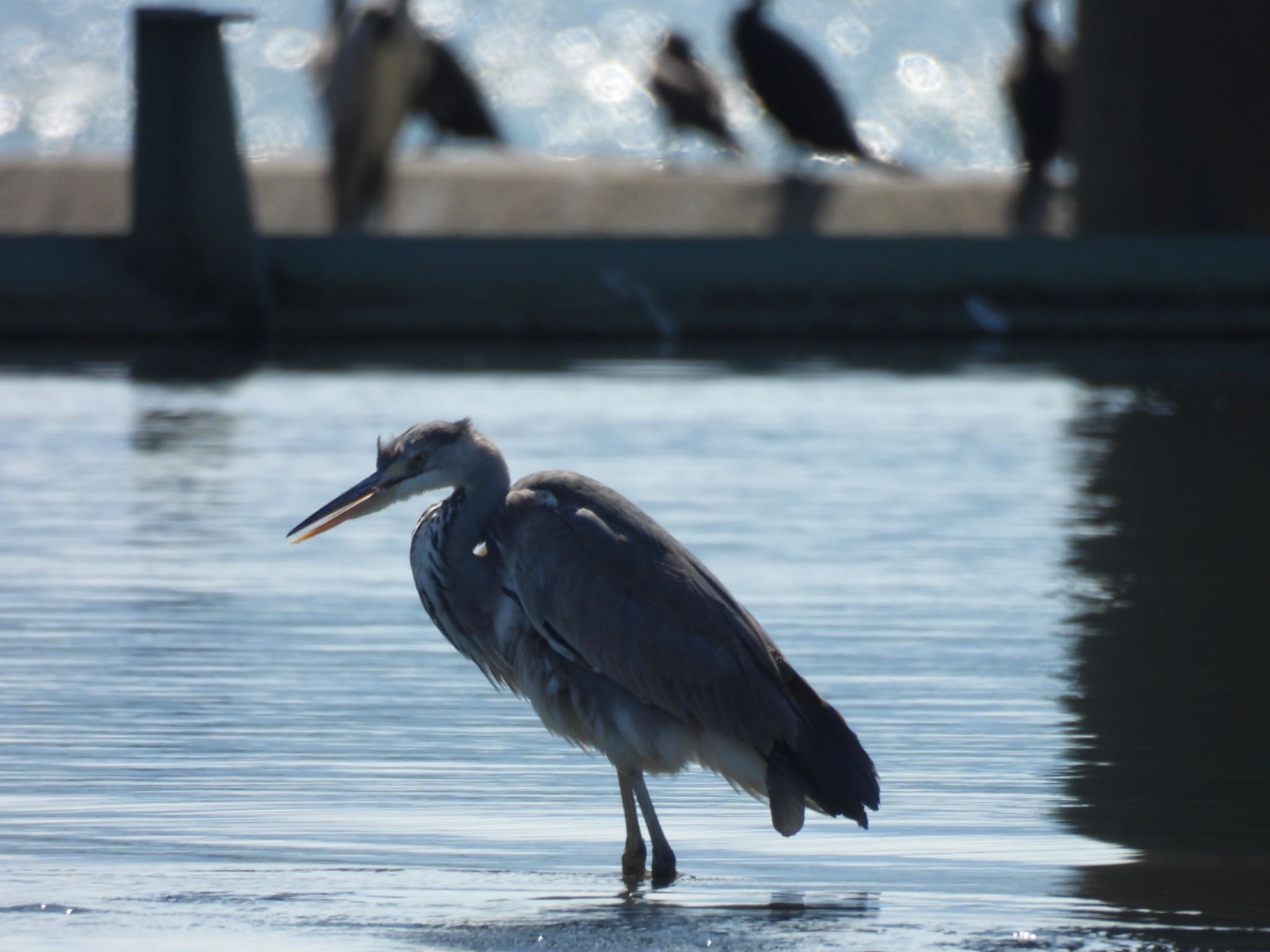 Grey Heron