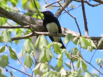 Blue-and-white Flycatcher 荒沢湿原 Thu, 5/2/2024