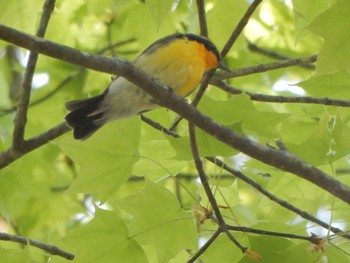 Sat, 5/4/2024 Birding report at 裏磐梯