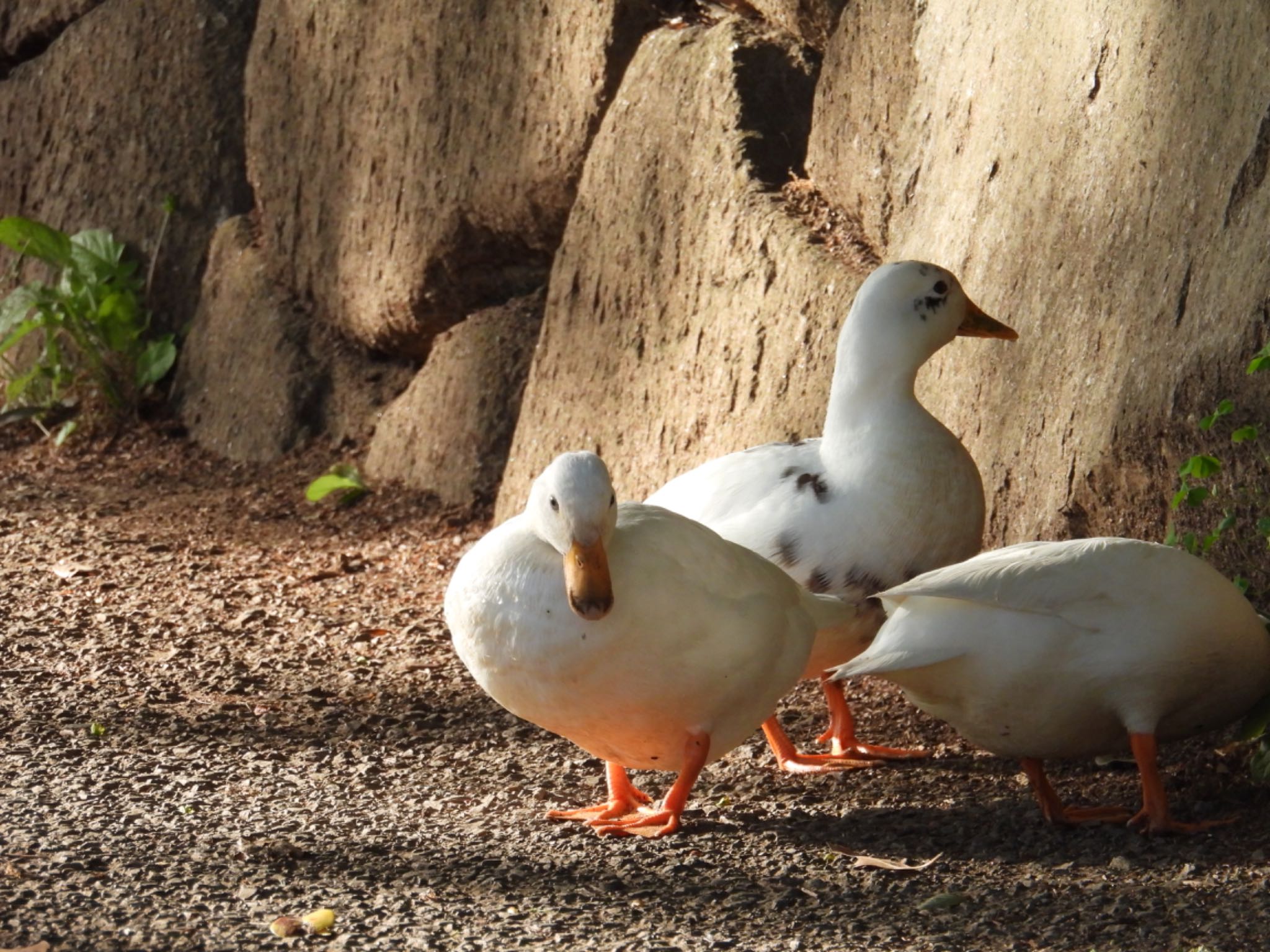 Photo of Domestic duck at じゅん菜池公園 by yuco