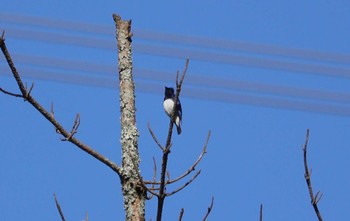 2024年5月5日(日) 岩屋堂公園の野鳥観察記録