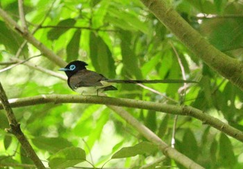 サンコウチョウ 海上の森 2024年5月5日(日)