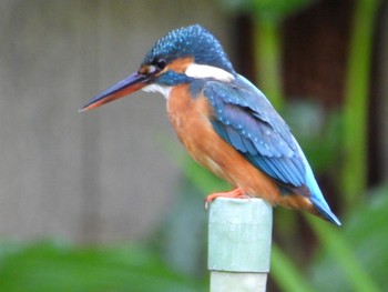 Sun, 5/5/2024 Birding report at じゅん菜池公園