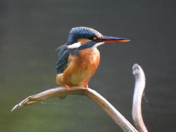 Common Kingfisher じゅん菜池公園 Sun, 5/5/2024