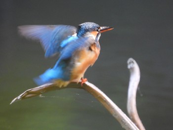 Common Kingfisher じゅん菜池公園 Sun, 5/5/2024