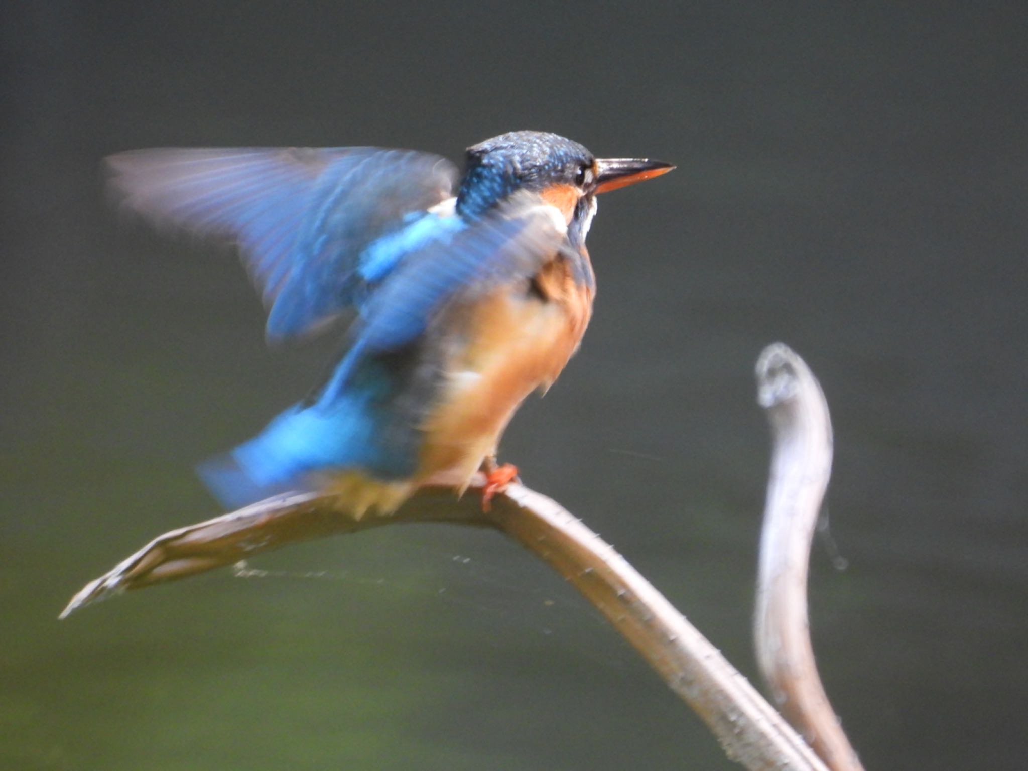 Photo of Common Kingfisher at じゅん菜池公園 by yuco