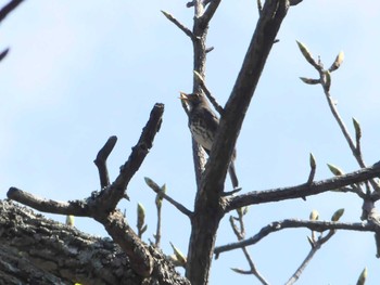 Japanese Thrush 支笏湖野鳥の森 Wed, 5/1/2024