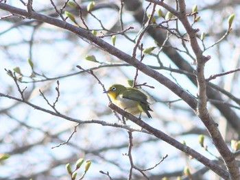 Warbling White-eye 支笏湖野鳥の森 Wed, 5/1/2024