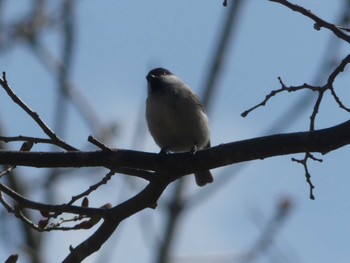 ハシブトガラ 支笏湖野鳥の森 2024年5月1日(水)