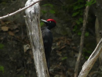 2024年5月5日(日) 真駒内公園の野鳥観察記録