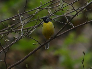 Grey Wagtail Nishioka Park Sun, 5/5/2024