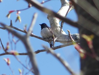 Wed, 5/1/2024 Birding report at 支笏湖野鳥の森