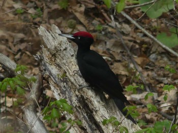 Black Woodpecker Makomanai Park Sun, 5/5/2024