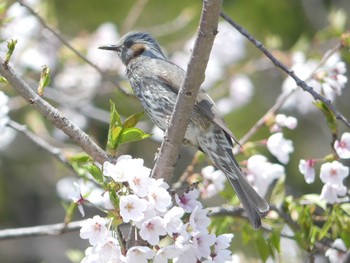 Brown-eared Bulbul 虻田神社 Fri, 5/3/2024