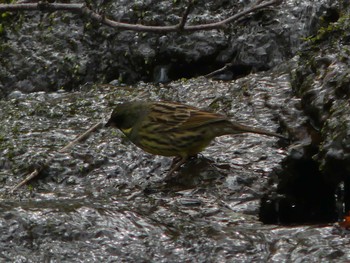 Masked Bunting Nishioka Park Sun, 5/5/2024