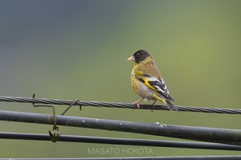 2024年4月24日(水) 龍蒼溝(Longcanggou)の野鳥観察記録