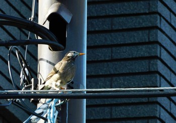 White-cheeked Starling 妙正寺川 Sun, 5/5/2024