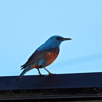 Blue Rock Thrush 生駒市小平尾町 Sun, 5/5/2024