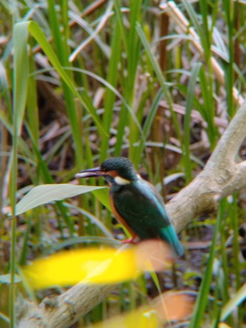 2024年5月5日(日) じゅん菜池緑地(蓴菜池緑地)の野鳥観察記録