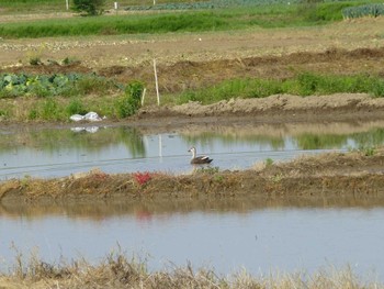 カルガモ 矢切農耕地 2024年5月5日(日)